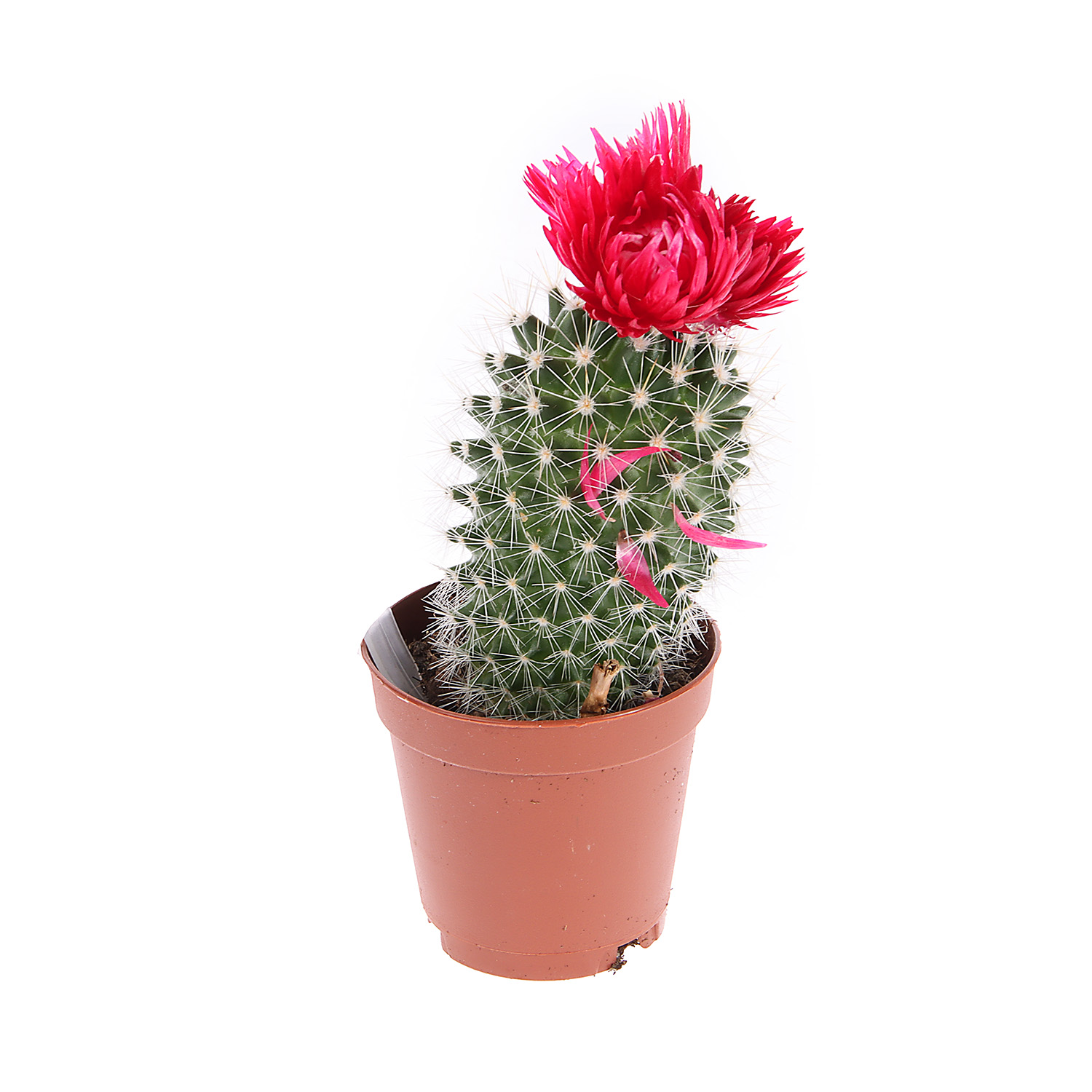 Кактус микс с сухоцветами D6 H8* 1/20