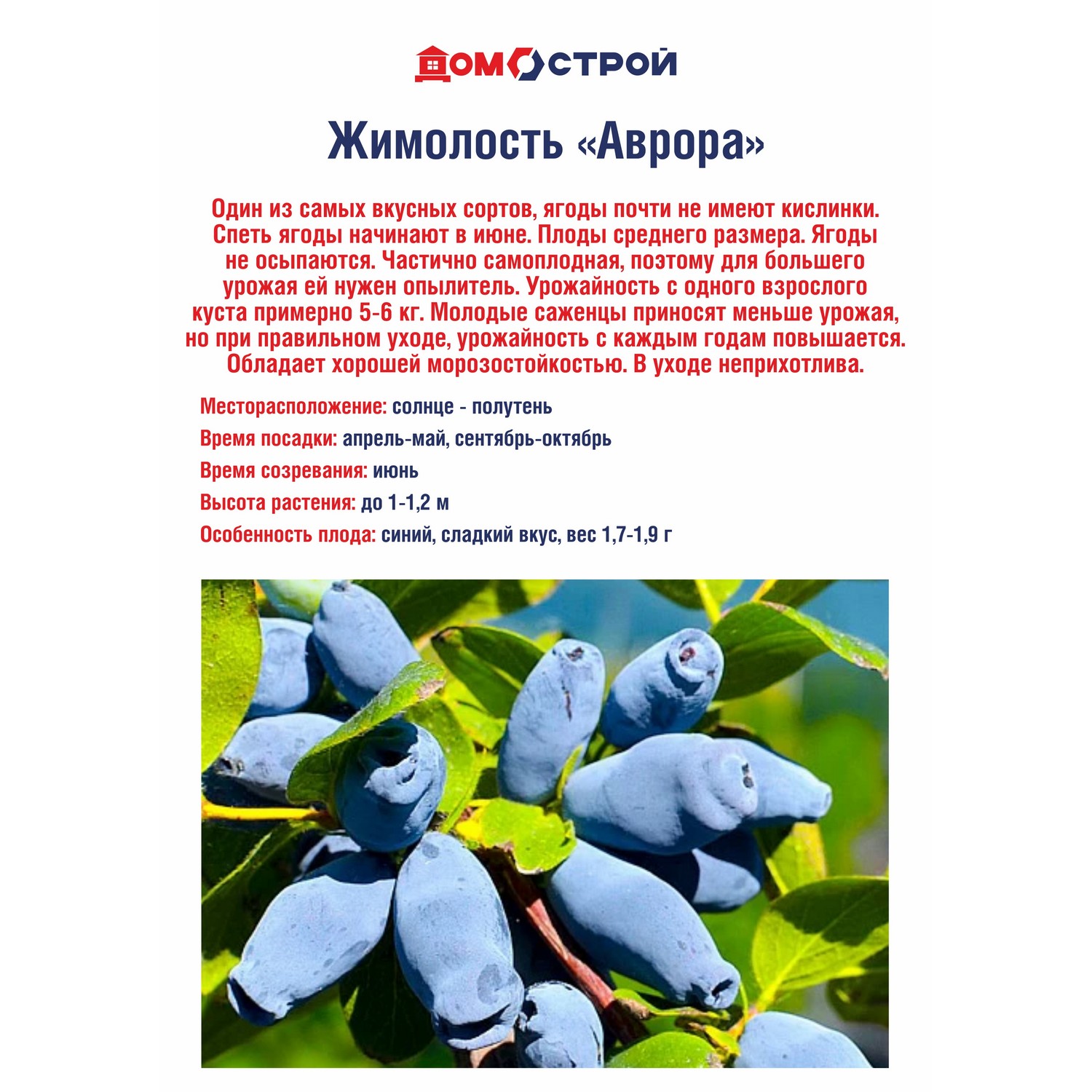 Жимолость Аврора