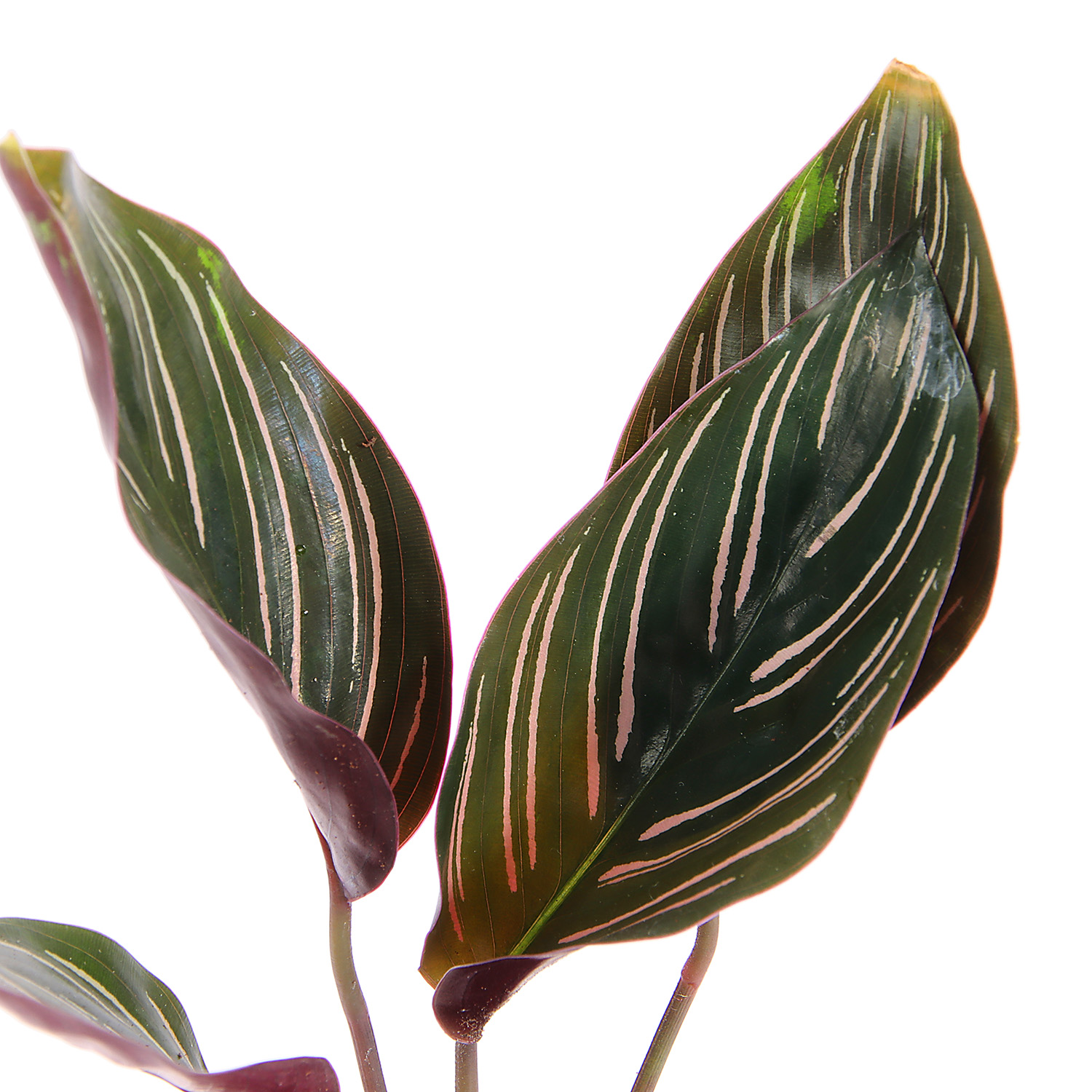 Калатея Микс D9 H15 *1/12