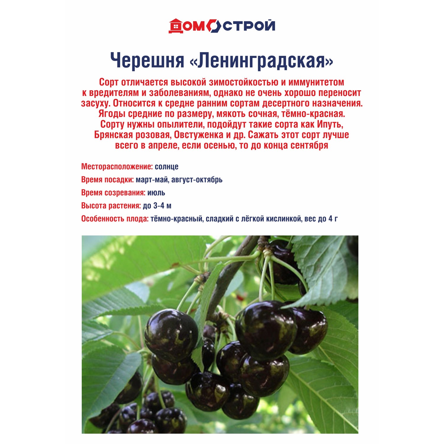 Черешня Росток «Ленинградская»