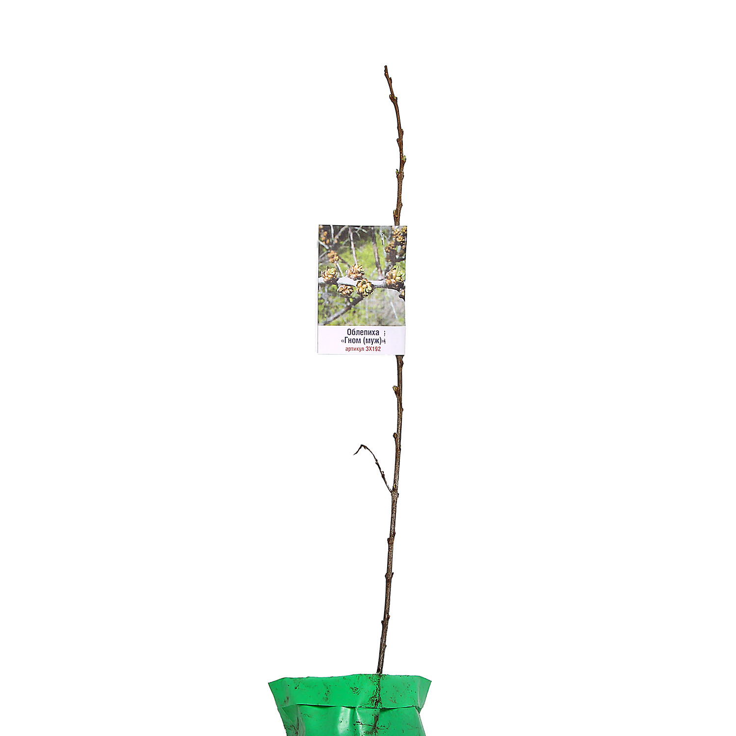 Облепиха Гном (муж.)
