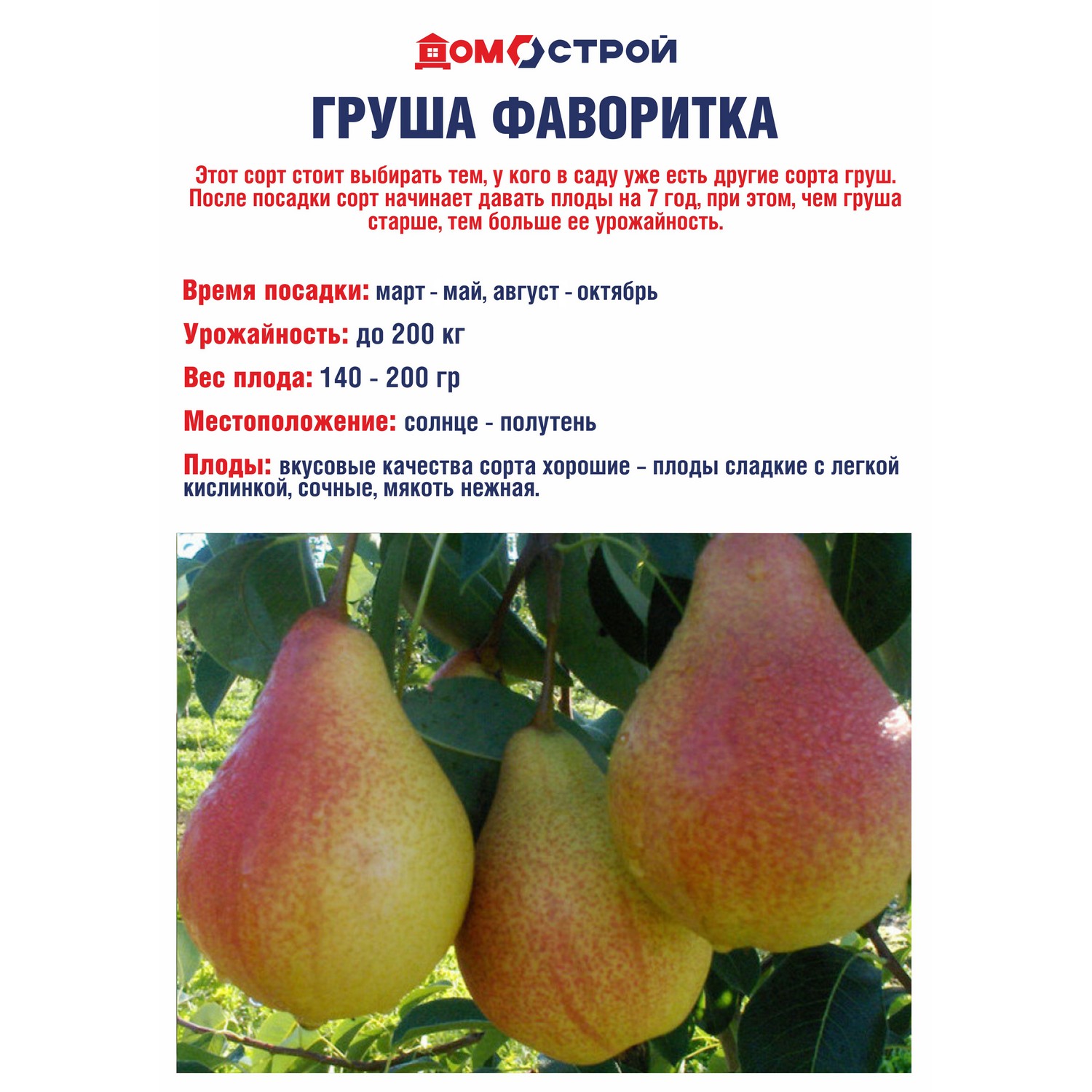Груша Фаворитка Саженец 2 года Высота саженца  90-120см
