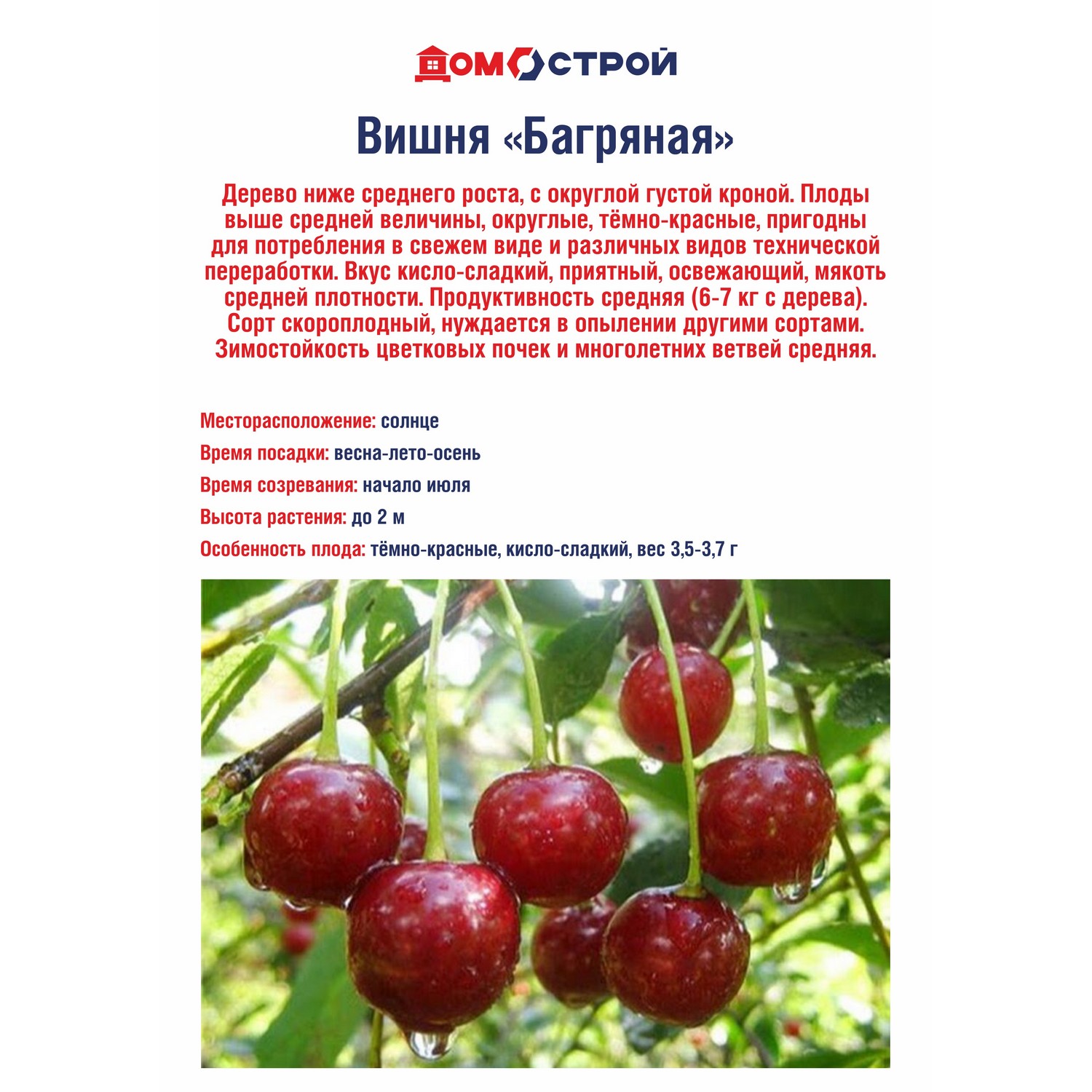 Вишня Багряная