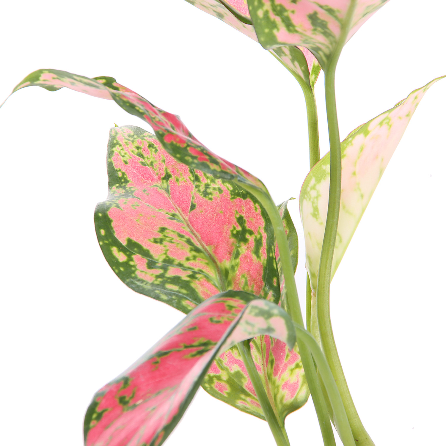 Аглаонема Микс D9 H15 *1/12