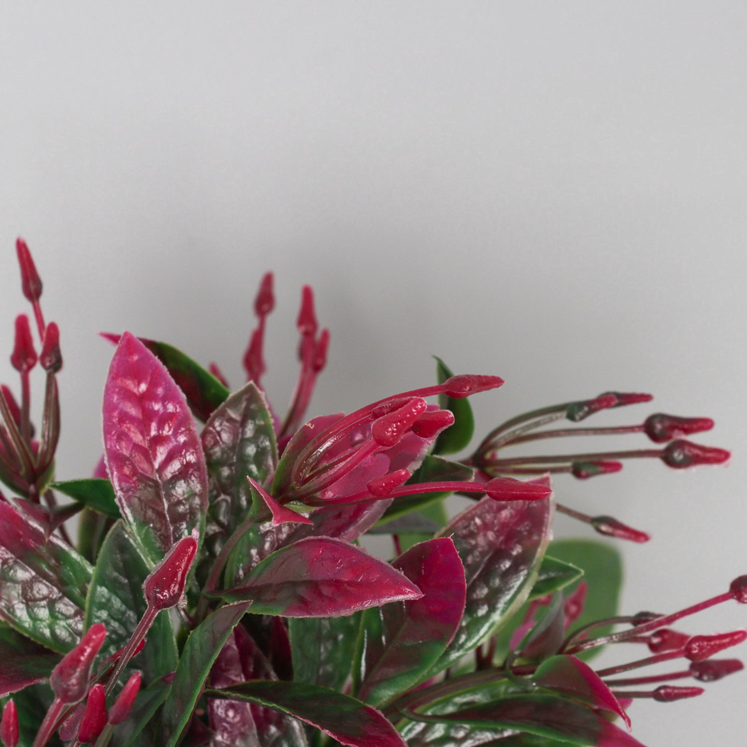 Бонсай в горшке "Птицемлечник" 18х8,5 см, микс  10697901