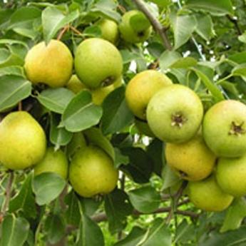 Саженец груша Росток «Северянка», 2 года, 90-120 см