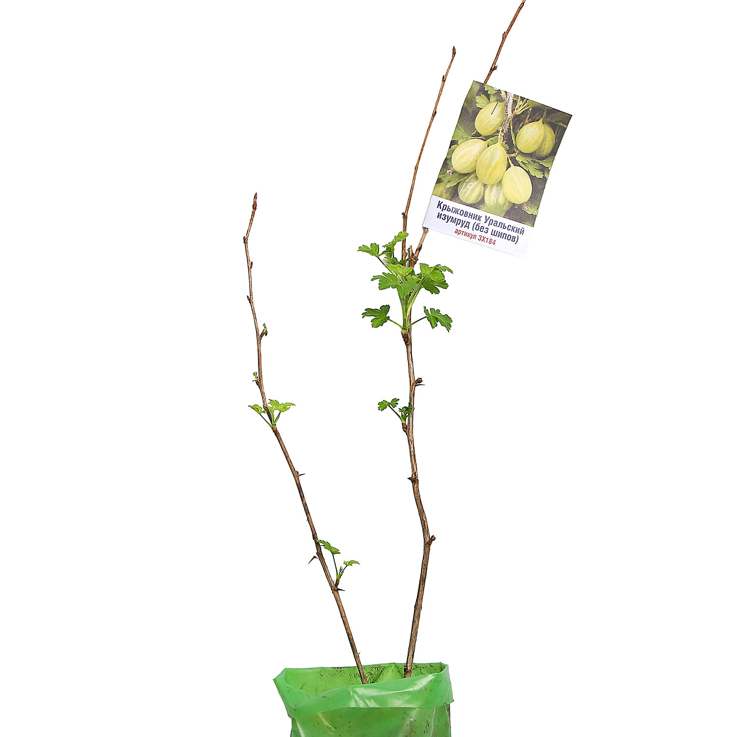 Крыжовник без шипов Уральский изумруд