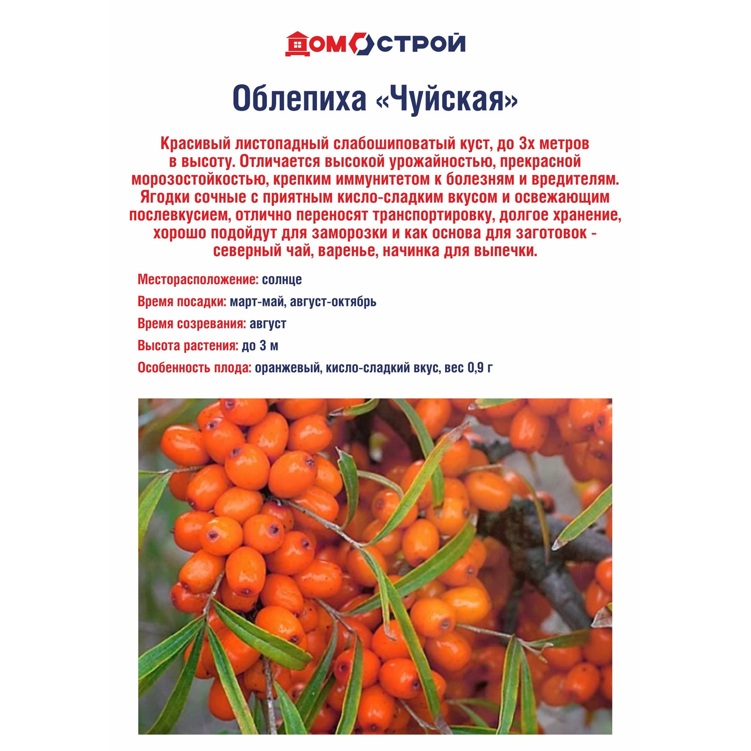 Облепиха Чуйская