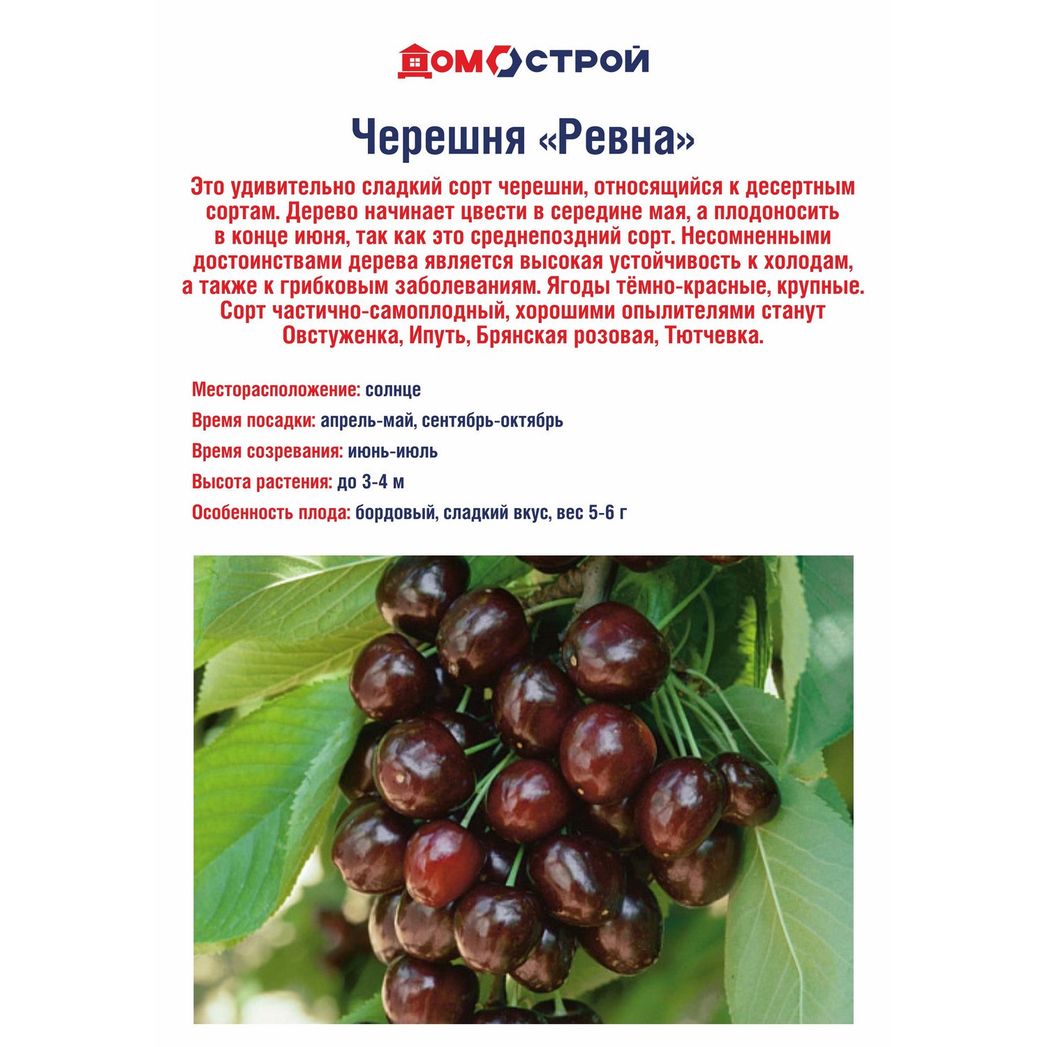 Черешня Ревна