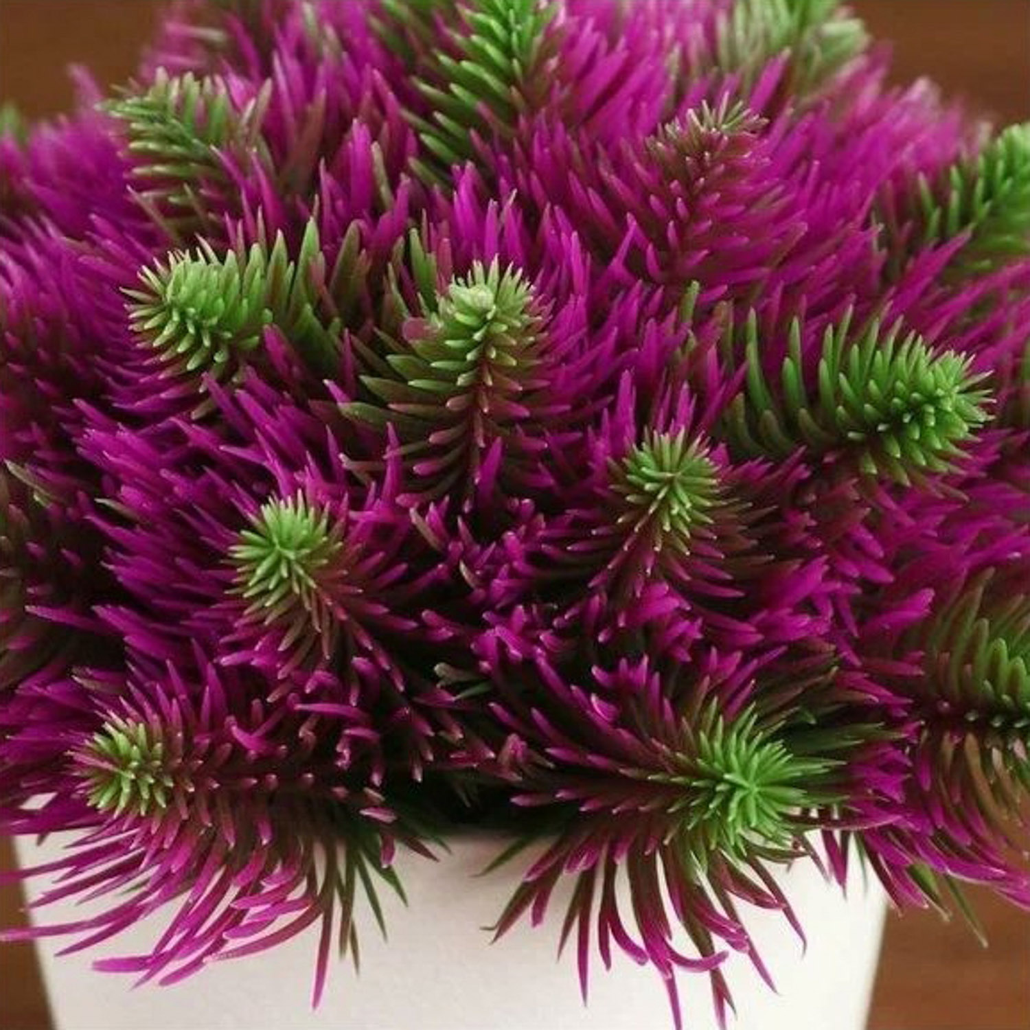 Бонсай в горшке "Пушистые иголки" 10х11 см, микс   5201991