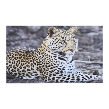Картина на холсте "Грациозный леопард" 60х100 см 7090345