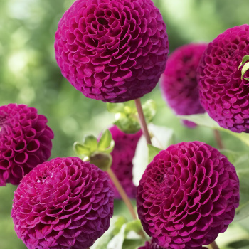 Георгина помпонная Рокко I/К