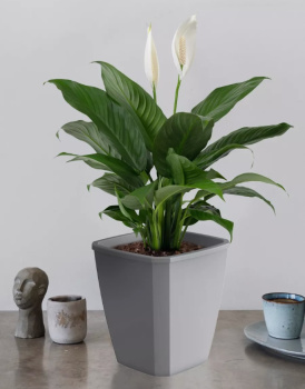 Кашпо пластм. "Лаунж" 4,0л 176x176 h204мм со вставкой 2,8л Пыльно-серое С372ПСЕР ("Мартика") *1/12 Кашпо пластм. "Лаунж" 4,0л 176x176 h204мм со вставкой 2,8л Пыльно-серое С372ПСЕР ("Мартика") *1/12